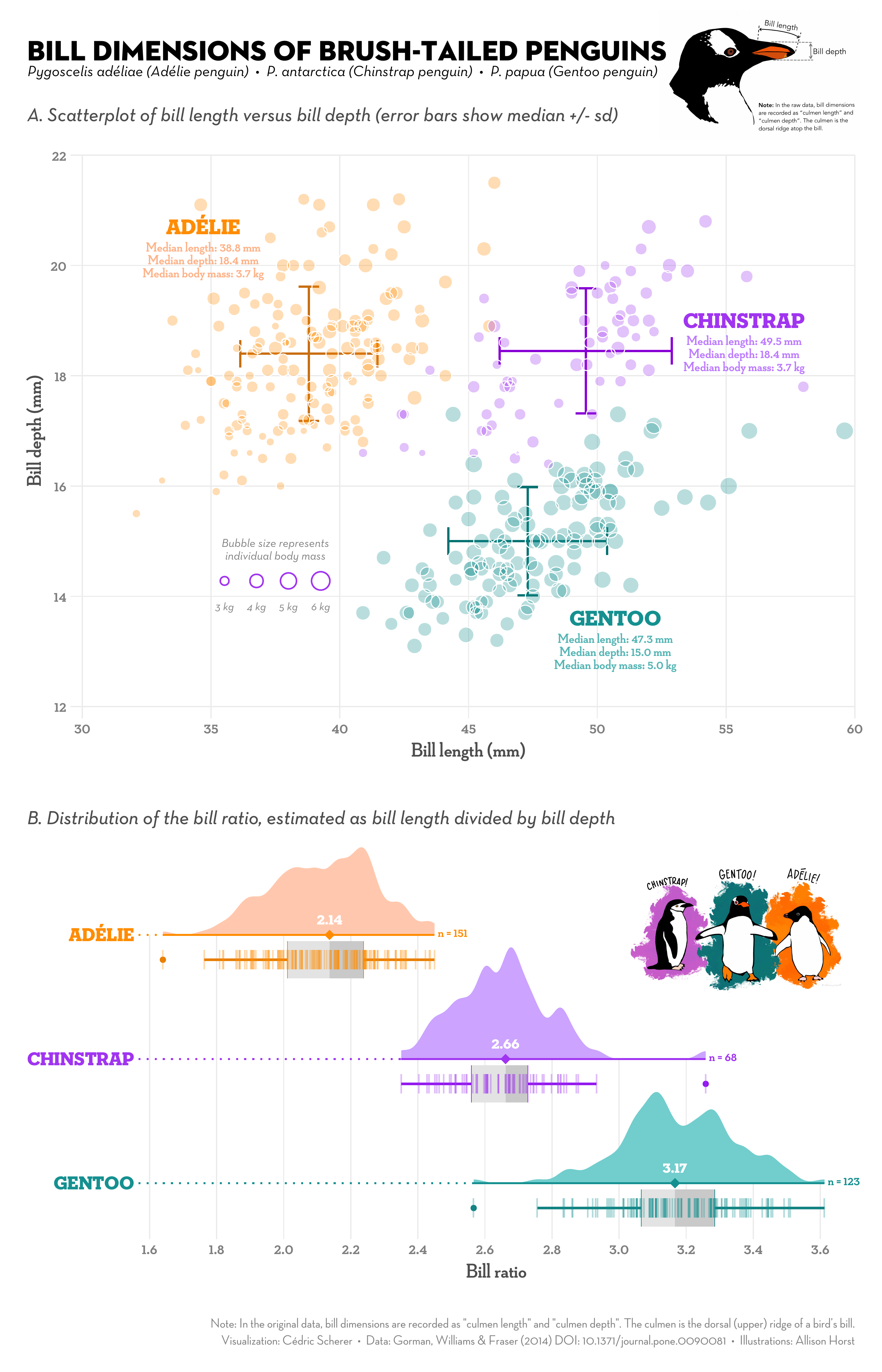 A scatter plot of bill depth versus bill length (upper) and a raincloud plot of bill ratios (lower) of three brush-tailed penguin species.